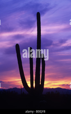 Saguaro-Kaktus gegen einen farbenfrohen Sonnenuntergang Himmel, Saguaro National Park, Arizona USA Stockfoto
