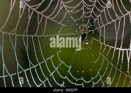 Spinne im Tau bedeckten web Stockfoto