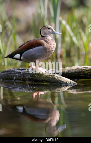 männliche Ente beringt Teal - Callonetta leucophrys Stockfoto