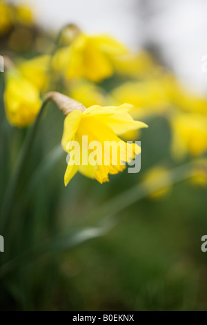 Narzissen Oxfordshire, Vereinigtes Königreich Stockfoto