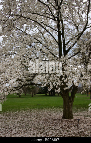 Magnolia Kobus Baum mit weißen blühenden Blumen im frühen Frühling öffentlicher Park Ohio Fotos sehr hochauflösendes vertikales Format in den USA in hoher Auflösung Stockfoto