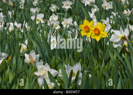 Weiße Narzissen Narzissen in voller Blüte Blumen Blumen Blumen niemand Hintergründe Hintergrund reales Bild Frühling endlich hier angekommen Hi-res Stockfoto