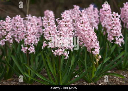 Pink Pearl Hyazinth Hyacinthus orientalis Frühlingsblumen im öffentlichen Park Nahaufnahme verschwommener Hintergrund Niemand horizontal USA USA Hi-res Stockfoto