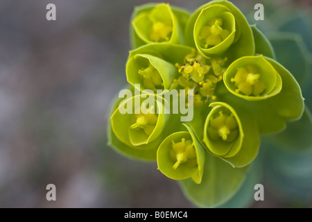 Euphorbia Myrsiniten Blume Flora von oben niemand niemand Nahaufnahme Nahaufnahme verschwommener Hintergrund von oben oben hoch-auflösende Ansicht Stockfoto