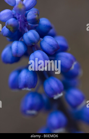 Blue Grape Hyazinth Muscari armeniacum Blume auf verschwommenem Hintergrund Vorderansicht Nahaufnahme niemand vertikal in den USA US Hi-res Stockfoto