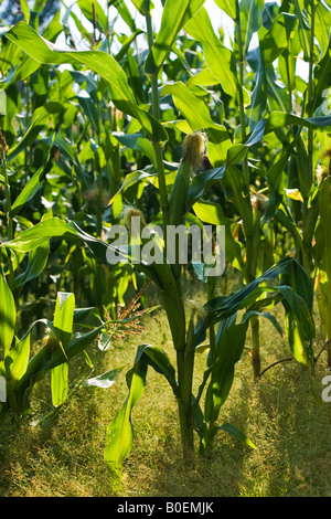 Mais-Ernte in Foy Herefordshire England Vereinigtes Königreich Stockfoto