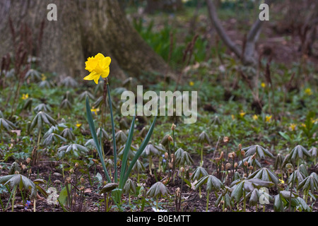 Gelbe Narzisse Narzissen Narzissen Blume verschwommener Hintergrund niemand von oben Nahaufnahme Bildhintergründe Frühling kam endlich hier hoch Stockfoto