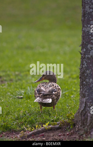 Stockenten weibliche Dabbling Ente im öffentlichen Park verschwommener Hintergrund oben von oben Nahaufnahme Niemand vertikal in Ohio USA Hi-res Stockfoto