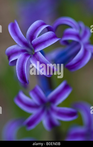 Lila Hyazinth Hyacinthus orientalis eine schöne Blume Bilder Bilder Fotos Fotos Fotografie sehr hohe Auflösung Nahaufnahme vertikal in den USA USA Hi-res Stockfoto