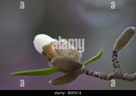 Weißer Stern-Magnolien-Ast eines Baumes mit einer einzelnen Blütenknospe Nahaufnahme Bilder Fotos Fotografie horizontal in USA US hochauflösend Stockfoto