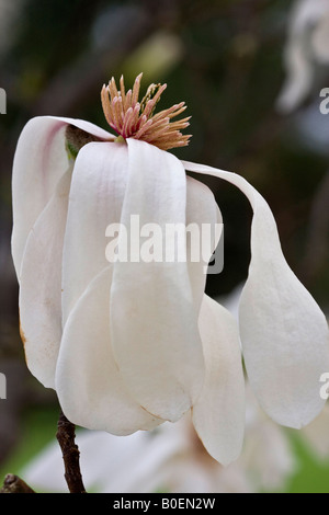 Weißer Stern-Magnolienbaum mit einer Einzelblume von oben oben, vertikales Format mit sehr hoher Auflösung, Unschärfe und Hintergrundformat in den USA in hoher Auflösung Stockfoto