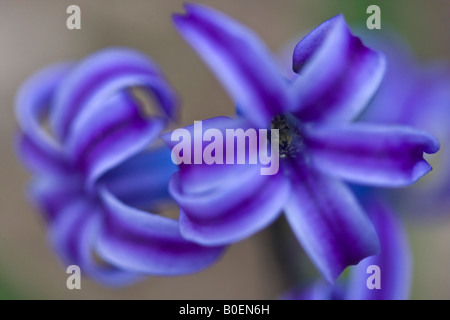 Lila Hyazinth Hyacinthus orientalis eine schöne Blume Bilder Bilder Fotos Fotografie große hohe Auflösung Nahaufnahme horizontal in den USA USA Hi-res Stockfoto