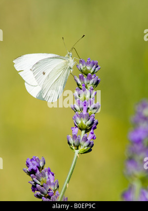 Schmetterling (Pieris Rapae oder Kohlweißling) auf einer Blume Lavendel (Lavandula) Stockfoto