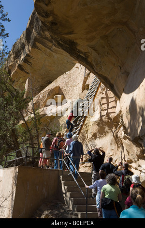 Ein US-Nationalparks-Ranger führt eine Reisegruppe ein 36 Fuß Leiter hinauf bis zum Eingang der Ruinen, Balcony House Mesa Verde NP Stockfoto