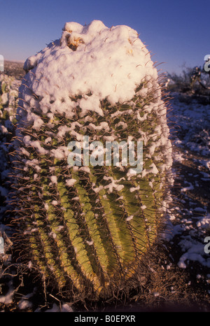 Angelhaken Barrel Cactus mit Früchten im Schnee (Ferocactus Wislizeni) Feigenkaktus (Opuntia Spp) hinter - Sonora-Wüste AZ Stockfoto