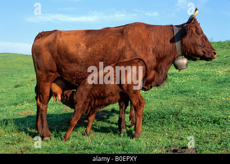 Kalb saugen unter ihrer Mutter, Salers Rasse. Auvergne. Frankreich. Stockfoto