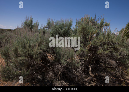 Großen Beifuß Artemisia Tridentata einen gemeinsamen nordamerikanischen Wüste Strauch Hovenweep National Monument Colorado und Utah Stockfoto