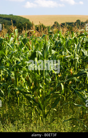 Mais-Ernte in Foy Herefordshire England Vereinigtes Königreich Stockfoto