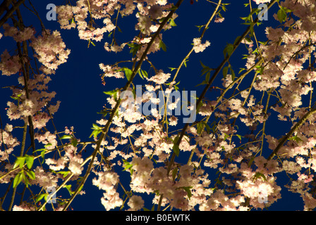 Ein hellrosa weinend Kirsche in voller Blüte gegen den blauen Himmel bei Sonnenuntergang, Shimosuwa, Nagano, Japan Stockfoto