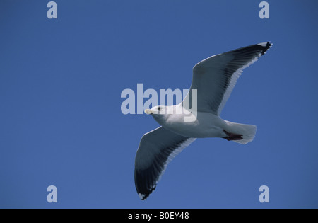 Die Möwe in Shiretoko Stockfoto