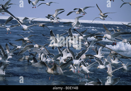 Die Möwe in Shiretoko Stockfoto