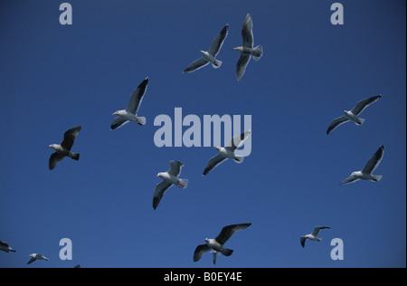 Die Möwe in Shiretoko Stockfoto