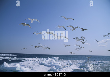 Die Möwe in Shiretoko Stockfoto