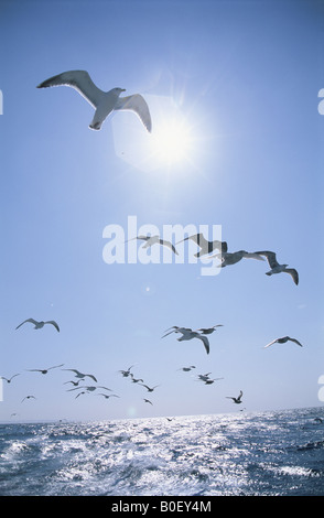 Die Möwe in Shiretoko Stockfoto