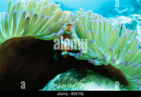 Eine Seeanemone und der Bär Flohmarkt zusammen Leben Stockfoto