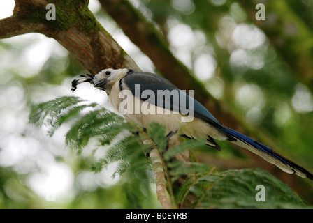 Weiße-throated Magpie Jay Calocitta Formosa Lake Arenal Costa Rica Stockfoto