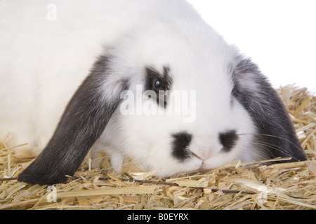 Niedliche schwarz-weiß lop Ohr Hase Headshot isoliert auf weißem Hintergrund Stockfoto