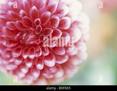 Dahlia Stockfoto