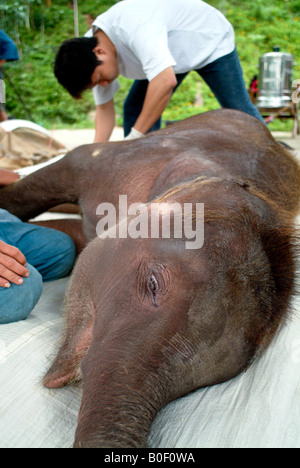 Ein Thai Tierarzt überprüft auf einem kranken Elefanten im Thai Elephant Conservation Centre, Chiang Mai, Thailand. Stockfoto