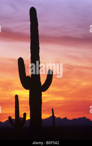 Saguaro-Kaktus vor dramatischen Sonnenuntergang Himmel, Saguaro National Park, Arizona USA Stockfoto
