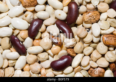 Getrocknete Bohnen und Hülsenfrüchte London England Vereinigtes Königreich Stockfoto