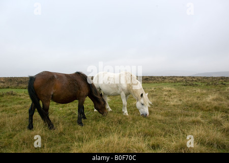 Zwei Ponys grasen auf dem Moor Dartmoor Devon Vereinigtes Königreich Stockfoto