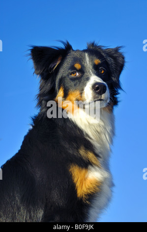 Hochmütige Hund Stockfoto