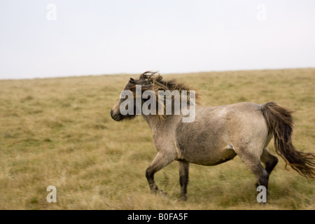 Pony auf dem Moor Dartmoor Devon Vereinigtes Königreich Stockfoto