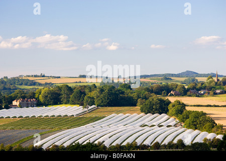 Obst-Tunnel Rahmen an Harewood Ende Herefordshire England Großbritannien Stockfoto