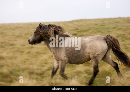 Pony auf dem Moor Dartmoor Devon Vereinigtes Königreich Stockfoto