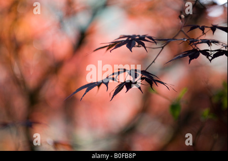 Japanischer Ahorn Acer Palmatum "Burgunder Spitze" Baum-Blätter Stockfoto