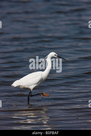 Kleiner Reiher Egretta Garzetta Erwachsenen Fütterung in flache Lagune Norfolk UK Stockfoto