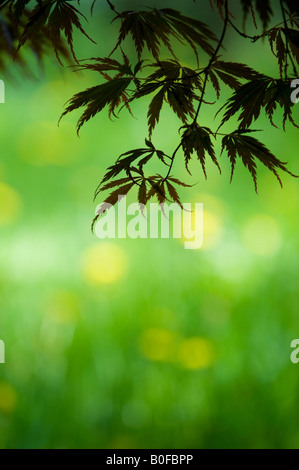 Japanischer Ahorn Acer Palmatum "Burgunder Spitze" Baum-Blätter Stockfoto