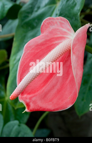 Anthurium Andraeanum FLAMINGO Pflanze Maler S PALETTE Stockfoto