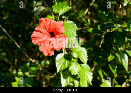 Einen freien Blick auf eine einzelne rote Hibiscus Rosa-Sinensis oder Rosemallow, die in Sub-tropischen Klima in Florida lebt Stockfoto