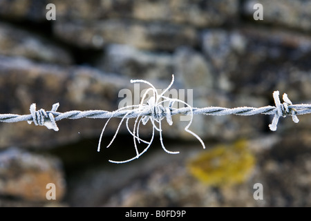 Raureif bedeckt Stacheldraht Oxfordshire-England-Großbritannien Stockfoto