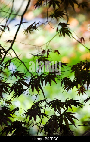 Japanischer Ahorn Acer Palmatum "Burgunder Spitze" Baum-Blätter Stockfoto