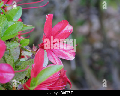 Close-up oder Azaela Busch. Stockfoto