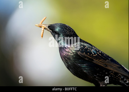 Sturnus Vulgaris. Starling mit Mehlwürmer im Schnabel. UK Stockfoto