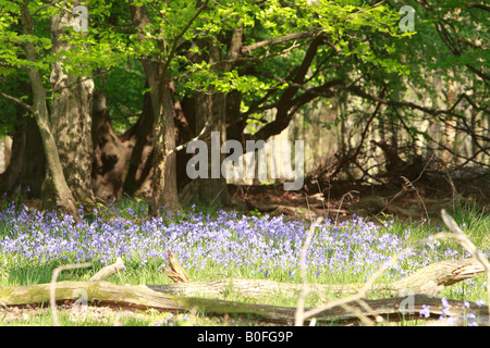 Glockenblumen, Meer blau Stockfoto